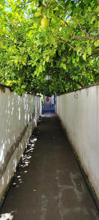 Casa Teresinella Garden Daire Torre Annunziata Dış mekan fotoğraf
